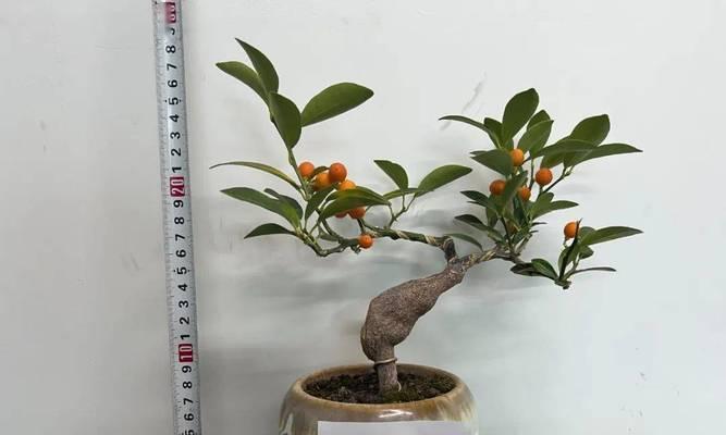 金豆盆景的土壤配制方法（如何为金豆盆景选配最佳土壤——教你一步步制作）