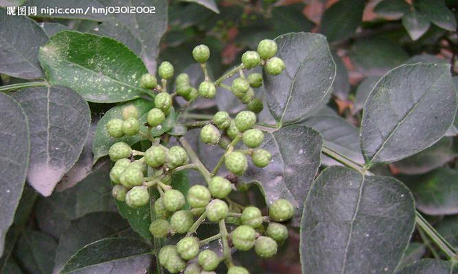 花椒木，一种落叶小乔木（花椒木的生长习性、种植技巧、食用价值以及药用功效）