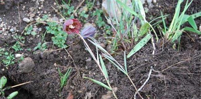 川贝是什么植物？了解川贝的类型和功效（介绍川贝的外观特征和生长环境）