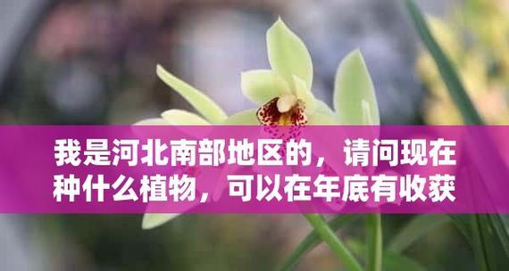 芦蒿的采摘和收获季节（掌握芦蒿的采摘时间，享受美味佳肴）
