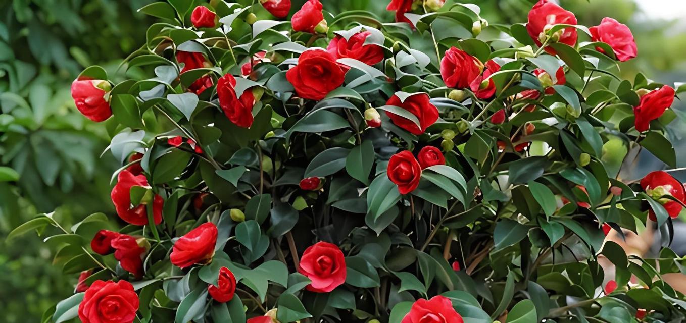 冬季茶花养护指南（浇水技巧与注意事项）