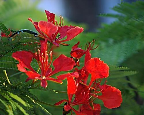 盛开坚强的花——花语中的坚强与勇气（探寻花语中的坚强之美，见证花海中的勇气之光）