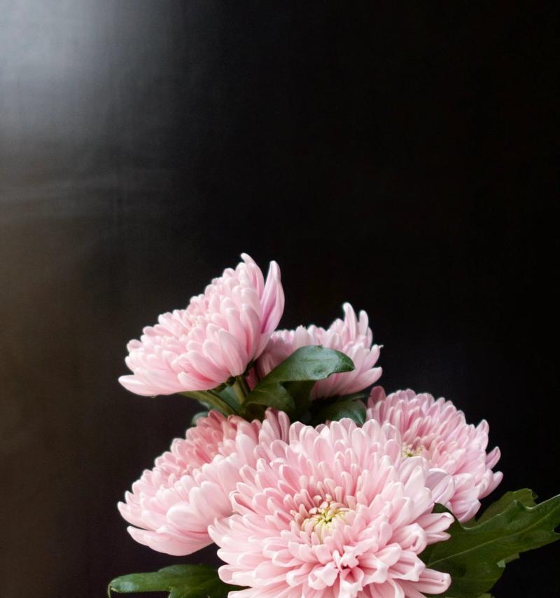 菊花没根也能存活？！解析其关键因素（研究发现，菊花可以在没有根的情况下生存，原因竟然是……）