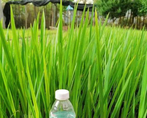 黄菖蒲室内种植指南（室内花园，美丽生活/黄菖蒲的养殖技巧与经验分享）
