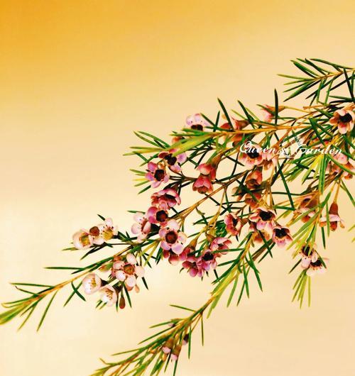 腊梅花——冬日里的芳香（品味清香，赏析特点）