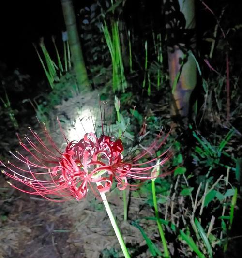 《彼岸花——寓意与花语》（绽放于生命的另一端，表达永不放弃的信念）