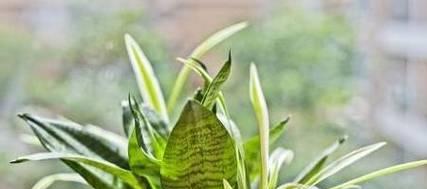 解决虎皮兰烂心问题的10个有效方法（-虎皮兰烂心）