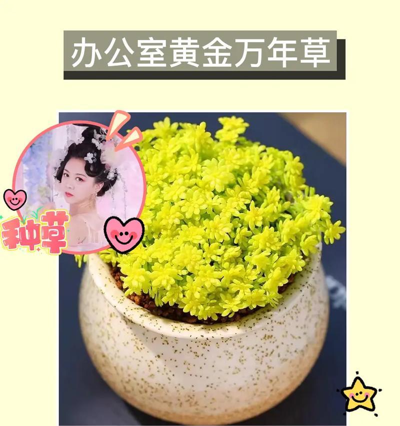 黄金万年草养殖全攻略（打造精美庭院，从黄金万年草开始）
