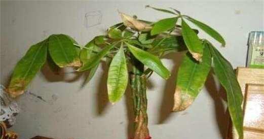 发财树枯萎怎么办？教你救回植物的生命！