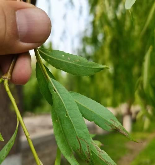 柳树是单子叶植物还是双子叶植物？（探究柳树的叶子特征与分类）