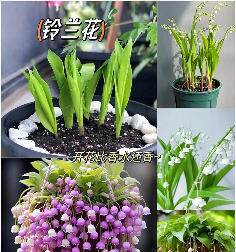 金铃花的养殖方法和注意事项（金铃花不是随意栽，注意这些细节才能得到丰硕收获）
