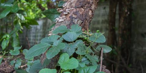 常春藤的种植与土壤配方（如何选取最适合常春藤生长的土壤）