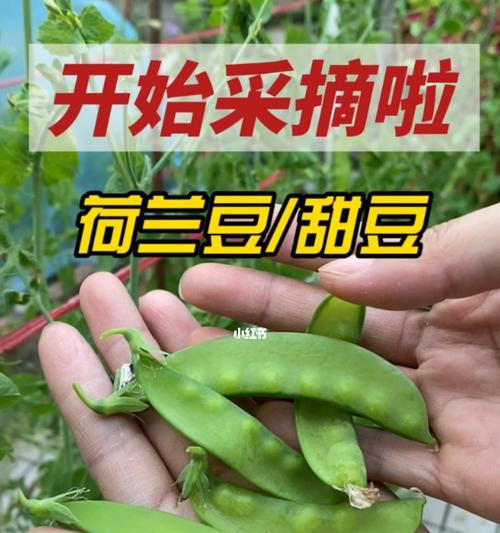 从形态、营养和用途三方面来探讨（从形态、营养和用途三方面来探讨）