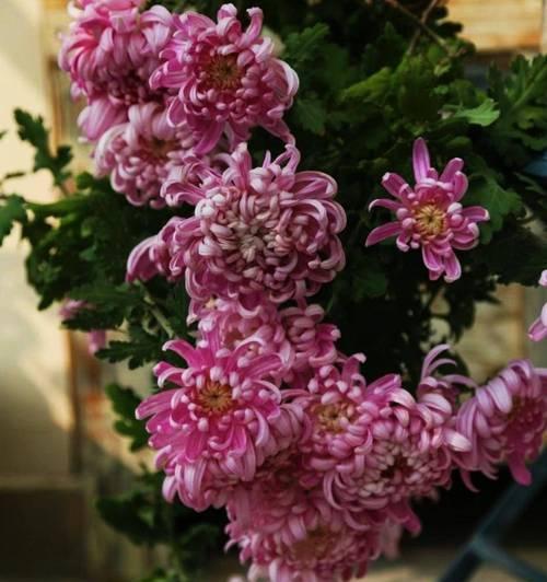 菊花换盆时机的把握（菊花爱好者必看，换盆别再错过了！）