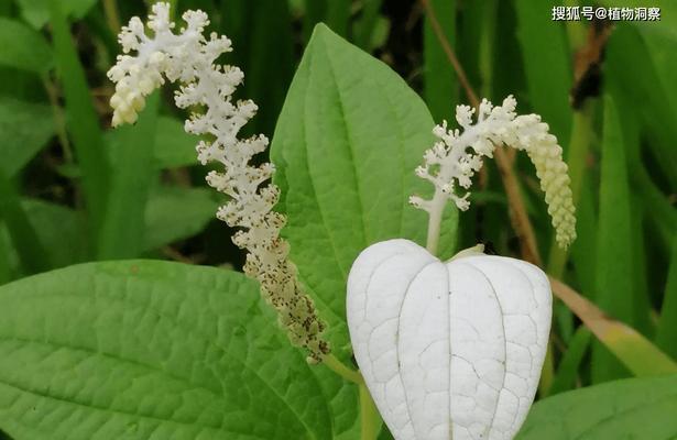 里白是什么植物？全面解析其特征与分类（里白的形态特征、生物学特性与生态环境）