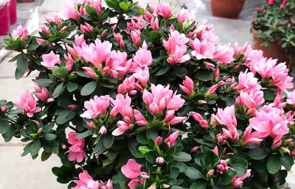 杜鹃花的四季盛放（一年四季都能欣赏到杜鹃花的美丽景色）