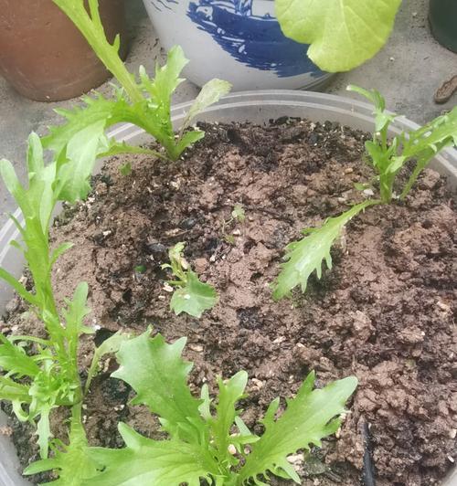 苦菊的形态和特征（了解苦菊的花、叶、根和药用价值）