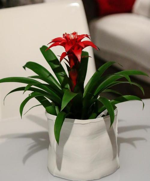 鸿运当头，盆景装点（用花盆让运势大发）