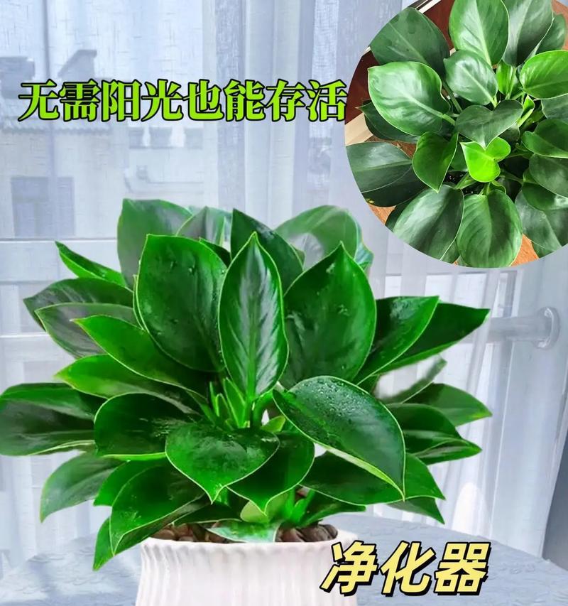 金钻冬天怎么养护（养护技巧和注意事项）