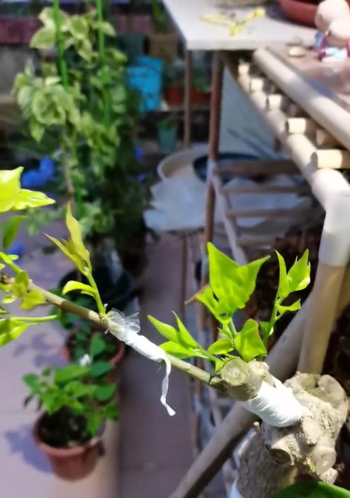 三叶梅嫁接成活率高（嫁接三叶梅的技巧和注意事项）