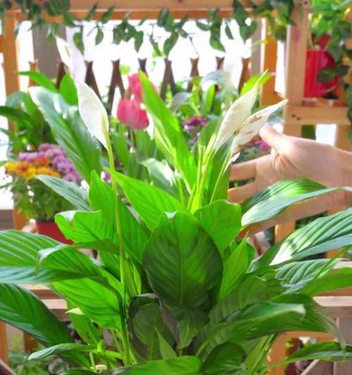 白掌冬天是否开花？——揭秘白掌冬的开花习性（白掌冬的形态特征及开花时间、养护技巧、常见问题）