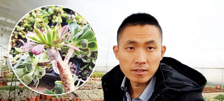 红覆轮锦度夏安全指南（如何保障红覆轮锦在夏天的安全度假）