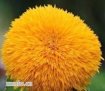 葵花的象征意义（探究葵花的文化寓意与象征意义）