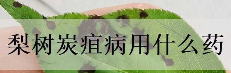 梨树炭疽病的发病原因及治疗方法（掌握治疗要点，提高梨树产量）