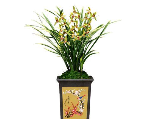 建兰锦旗的花期及开花次数（探秘建兰锦旗的开花时间和花期）