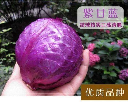 揭秘包菜，它到底是不是甘蓝菜？