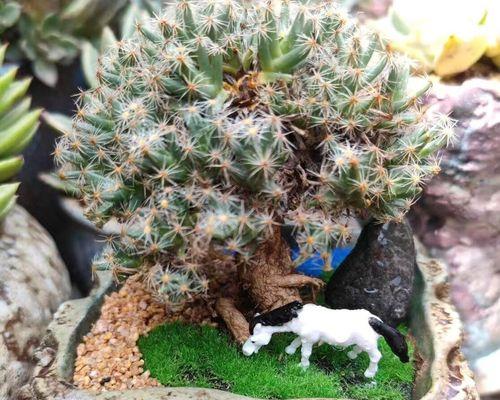 满天星的四季养护全攻略（春夏秋冬浇水时间表详解，满天星不再枯萎）