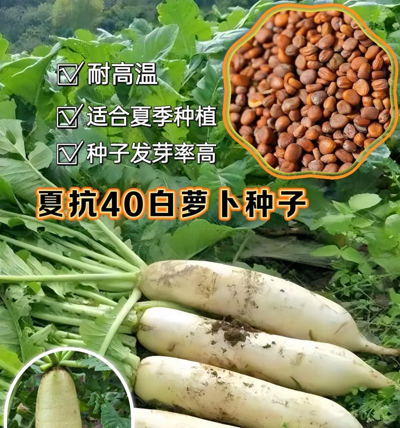 萝卜种子催芽方法详解（从种选到种植，轻松催芽萝卜）