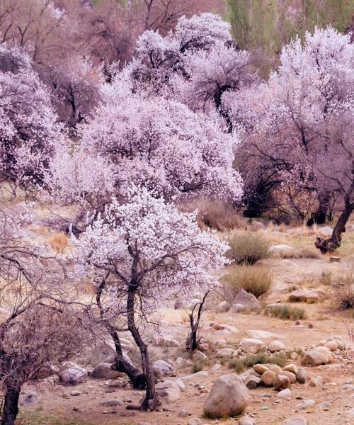 杏花开的季节和开花时间（春天的杏花盛景，品味美丽的早春时节）