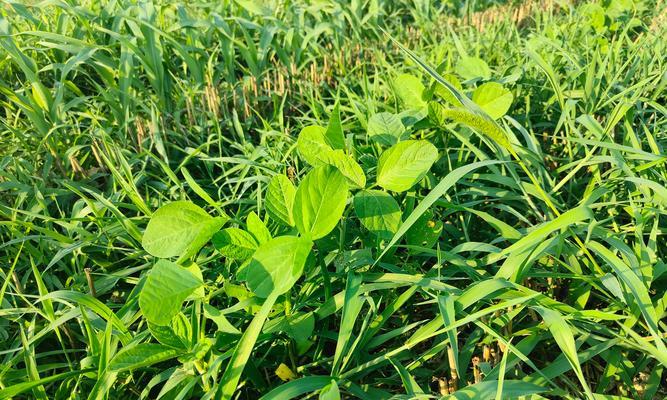 大豆种植的土壤适应性分析（探究大豆在不同土壤上的生长情况）