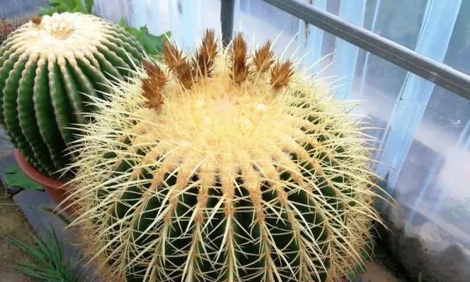 《丑八怪几年结果实》（坚持不懈追求梦想的力量）