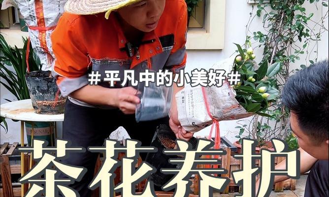 家庭养法，轻松享受红山茶花盛宴（从选购到养护，教你掌握红山茶花的奥秘）