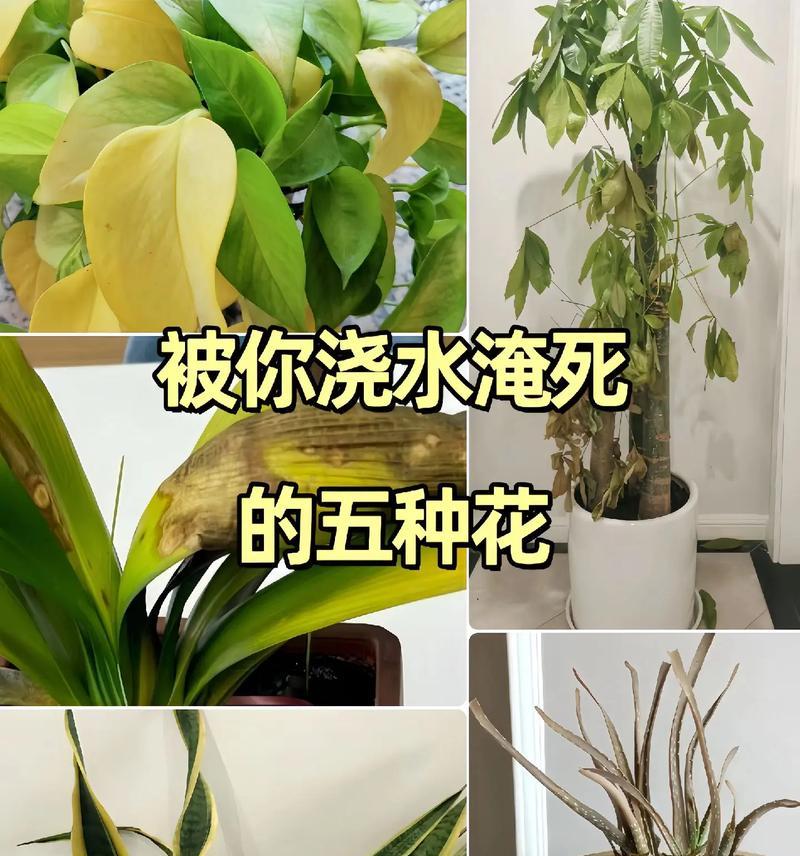花卉浇水秘籍（掌握正确的浇水时间和技巧，让花儿健康茁壮成长）