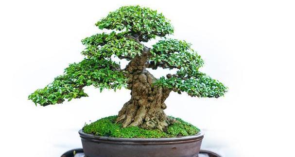 家里种榕树盆景好不好（打造室内绿色空间，提升生活品质）