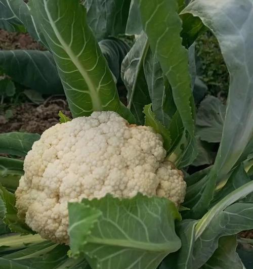 如何给菊花施肥（掌握这些菊花肥料知识，让你的菊花更美）