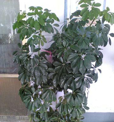 鹅掌柴开花预示好兆头（探讨鹅掌柴开花的神秘之处）