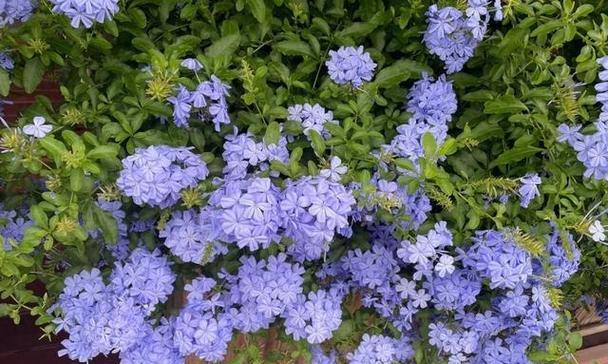 蓝雪花的花期和开花次数（一年开几次花？花期多长？怎样繁殖？）