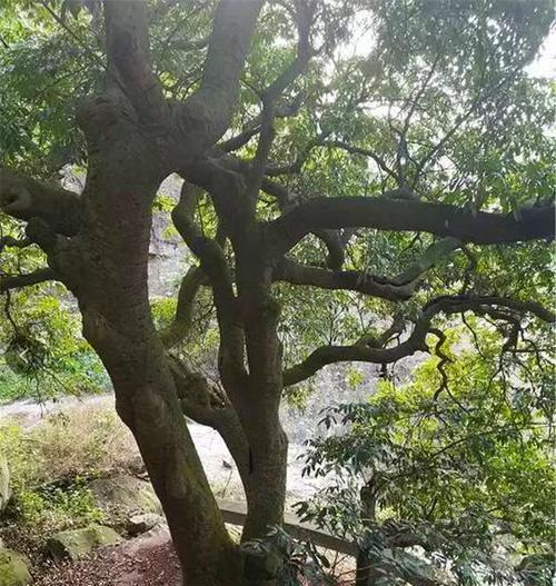 荔枝树几年结果实真相（解密荔枝树年龄与结果实之间的关系）
