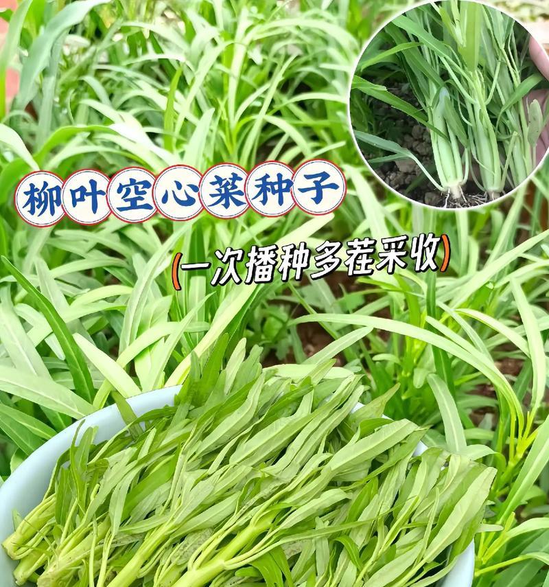 空心菜的种植时间和生长周期（了解空心菜种植时间及如何获得高产）
