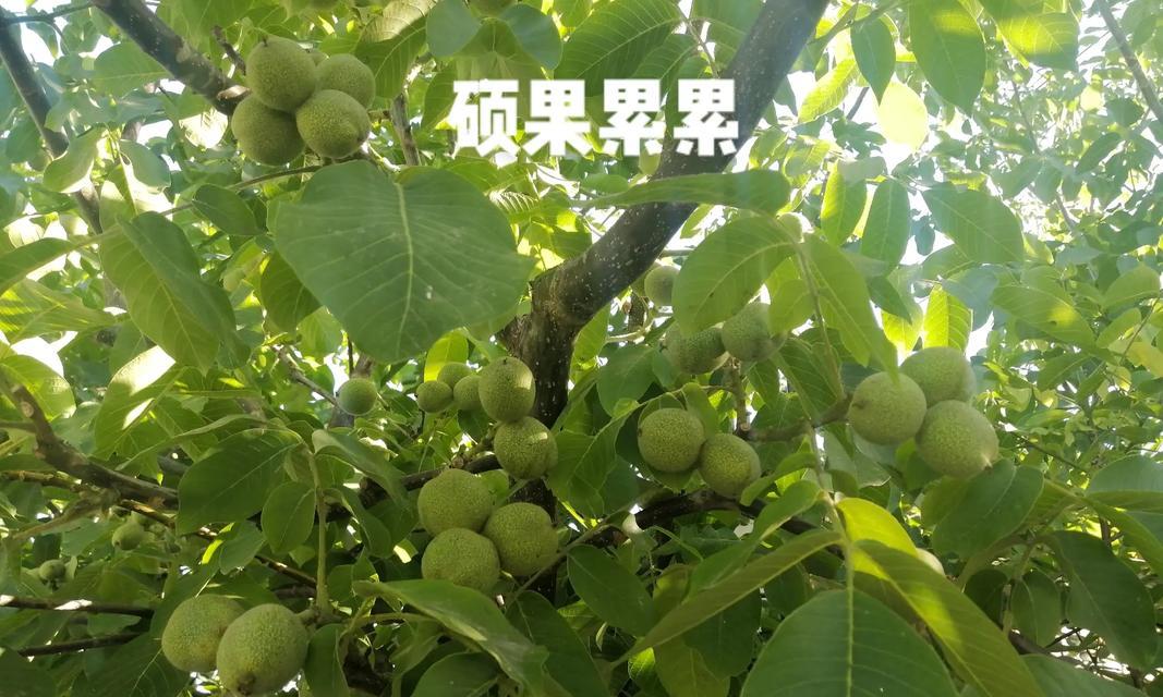 探寻核桃的生长之谜（核桃的生态环境和适宜种植条件）