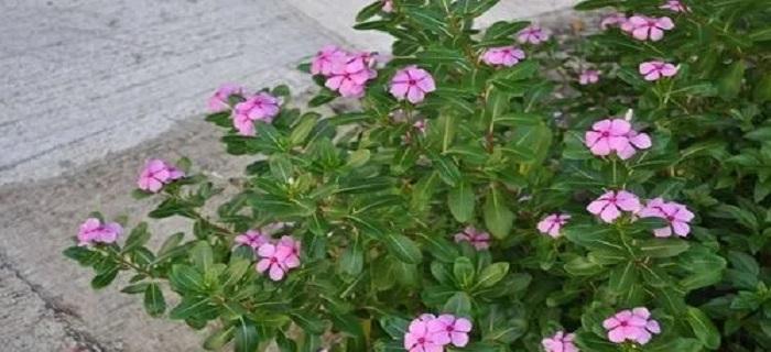 11月适合种植的花卉（秋季的花朵竞相绽放，这些品种最适合种植）