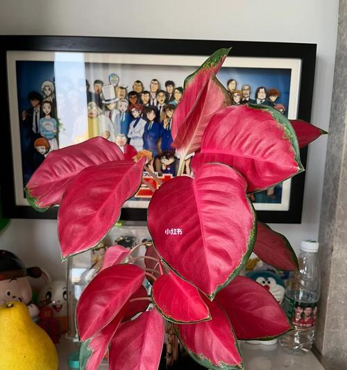 吉利红开花的秘密（解密吉利红开花的奥秘，揭开它绚烂多彩的神秘面纱）