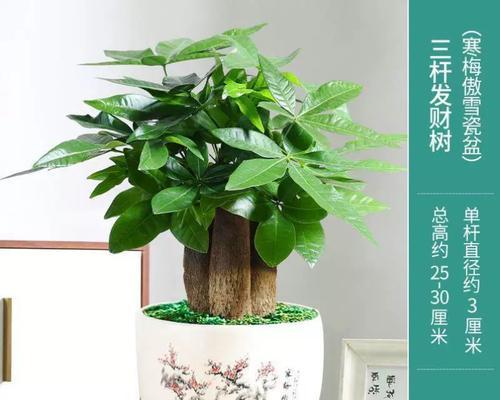 幸福树的喜欢——太阳（幸福树对太阳的需求及其重要性）