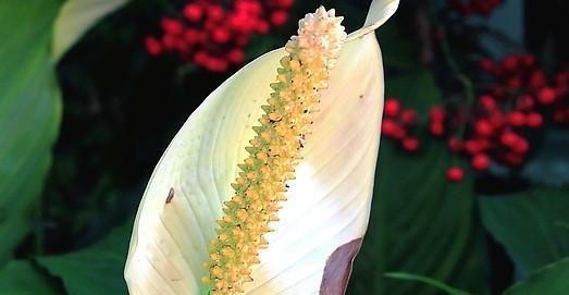 白鹤芋的浇水方法（白鹤芋多长时间浇一次水？白鹤芋浇水要注意什么？）