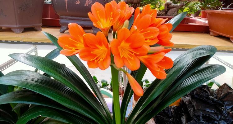 君子兰为什么不开花？（探究君子兰不开花的原因及解决方法）