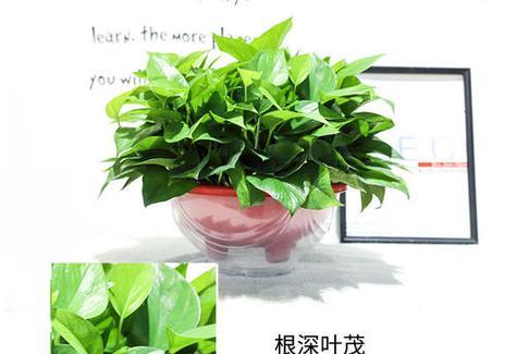 揭秘绿萝的故乡——从产地到品种（盘点绿萝的多样化栽培环境及生长特点）